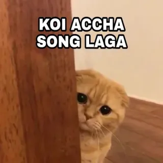 🍁 5980c326 KOI ACCHA SONG LAGA 猫, 表情包, 可爱, 歌曲, 动物, 幽默, 宠物 telegram sticker