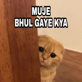 🍁 7cc01bae MUJE BHUL GAYE KYA 猫, 可爱, 悲伤, 表情包, 问题 telegram sticker