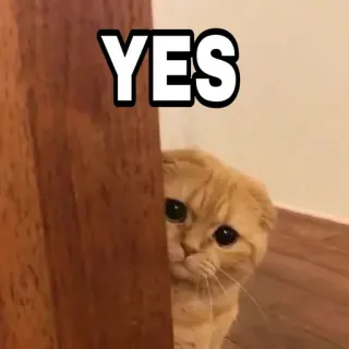 🍁 7dbe1fe7 YES 猫, 是, 可爱, 动物, 家猫, 宠物, 苏格兰折耳猫 telegram sticker