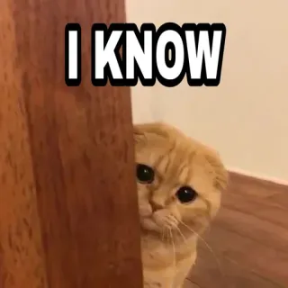 🍁 8b886c00 I KNOW 猫, 搞笑, 表情包, 宠物, 可爱, 偷看 telegram sticker