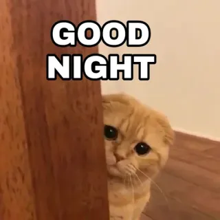 🍁 91d8f2ba GOOD NIGHT 猫, 晚安, 动物, 宠物, 睡觉, 可爱 telegram sticker