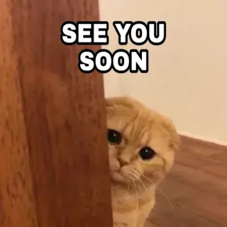 🍁 9a1c3590 SEE YOU SOON 猫, 小猫, 可爱, 再见, 再见, 动物 telegram sticker