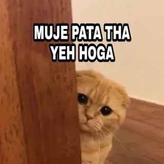🍁 9edf46d1 MUJE PATA THA
YEH HOGA 猫, 小猫, 偷看, 伤心, 可爱, 动物 telegram sticker