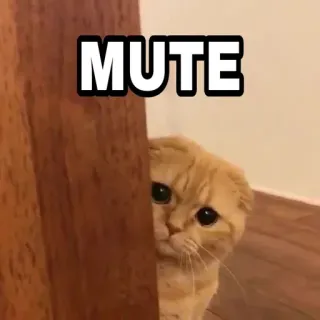 🍁 acccc25e MUTE 猫, 静音, 隐藏, 表情包, 搞笑, 动物, 宠物 telegram sticker
