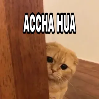 🍁 b417c120 ACCHA HUA 猫, 可爱, 动物, 宠物, 小猫, 偷看 telegram sticker