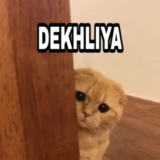 🍁 b73528e4 DEKHLIYA 猫, 可爱, 偷看, 动物, 梗 telegram sticker