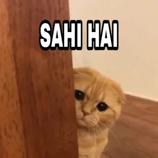 🍁 b8a076a9 SAHI HAI 猫, sahi hai, 可爱, 表情包, 搞笑, 宠物 telegram sticker