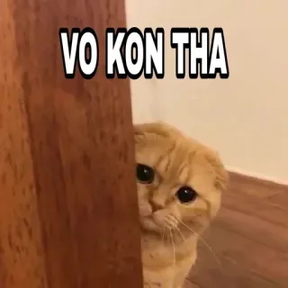 🍁 cb740d96 VO KON THA 猫, 偷看, 可爱, 动物, 家养, 梗 telegram sticker