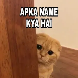 🍁 d13e59e4 APKA NAME KYA HAI 猫, 偷看, 可爱, 动物, 宠物, 问题, 名字 telegram sticker