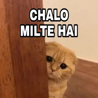 🍁 eeb41c5e CHALO MILTE HAI 猫, 可爱, 偷看, 会议, 问候, 动物 telegram sticker