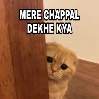 🍁 f2987ace MERE CHAPPAL DEKHE KYA 猫, 宠物, 动物, 可爱, 梗 telegram sticker