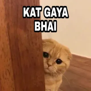 🍁 f38b0b58 KAT GAYA BHAI 猫, 悲伤, 门, 宠物, 动物 telegram sticker