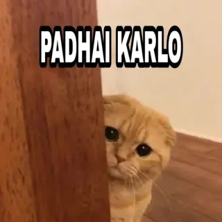 🍁 f7fbb8c7 PADHAI KARLO 猫, 梗, 学习, 学习, 作业 telegram sticker