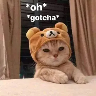 😂 008793f9 *oh* *gotcha* gatto, carino, animale, meme, divertente, animale domestico, orso telegram sticker