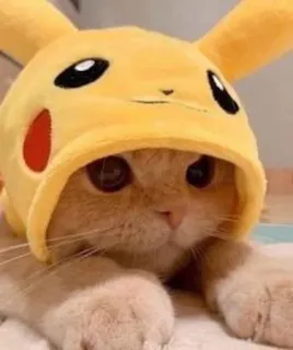 😂 1774bcfc Pikachu Pokemon gatto, gattino, animale domestico, animale, pokemon, pikachu, carino, cappello, divertente telegram sticker