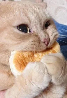 🤔 195dbd92 gatto, animale, carino, animale domestico, pane, cibo telegram sticker