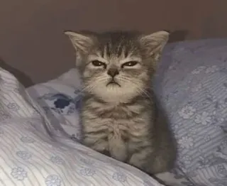 🤔 242c3406 gattino, gatto, animale, animale domestico, carino, assonnato, grigio, felino telegram sticker