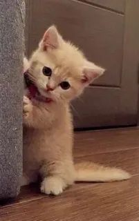 🤔 4b0fe8de gattino, gatto, animale domestico, carino, animale, gatto domestico, felino telegram sticker