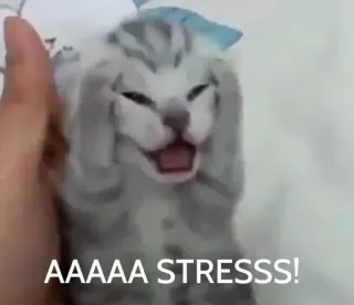 🐱 4bd778c0 AAAAA STRESSS! gatto, gattino, stress, divertente, meme, animale telegram sticker