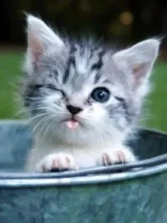 🤔 5dc28482 gatto, gattino, carino, animale, animale domestico, divertente, adorabile telegram sticker