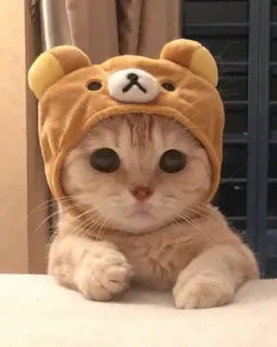 🤔 636f5bb8 gatto, carino, animale, gattino, animale domestico, cappello, orso telegram sticker