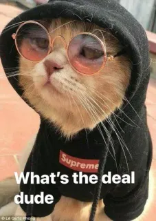 😂 732a71e2 What's the deal dude gatto, felpa con cappuccio, Supreme, occhiali, divertente, animale telegram sticker