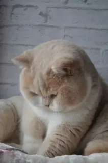 🤔 7be77d72 gatto, animale, animale domestico, carino, animale domestico, felino telegram sticker