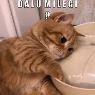 😂 87f7c032 DALU MILEGI ? gatto, animale, animale domestico, meme, umorismo, domanda telegram sticker