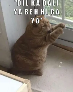 😂 9cbf5e09 "DIL KA DALI YA BEH HI GA YA" gatto, meme, finestra, divertente, animale domestico telegram sticker