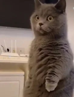 @i_intricate Vol.1 telegram stickers