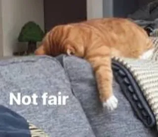 😂 c48288e1 Not fair gatto, divertente, meme, animale domestico, animale, arancione telegram sticker