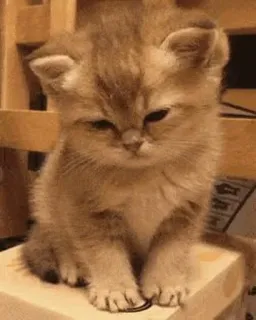 🤔 f767d4e5 gatto, gattino, carino, animale, animale domestico, felino telegram sticker