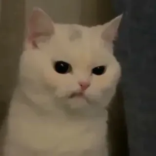 🤨 0d5ebb94 고양이, 흰 고양이, 화난, 애완 동물, 동물, 밈 telegram sticker