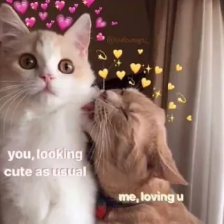 😍 561c17e5 you, looking cute as usual
me, loving u 고양이, 하트, 귀여운, 사랑, 애완 동물, 애정, 밈 telegram sticker