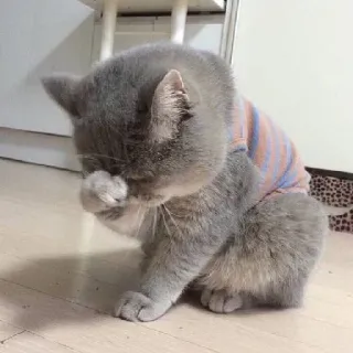 😢 5fa98b01 고양이, 귀여운, 동물, 애완동물, 회색 고양이 telegram sticker