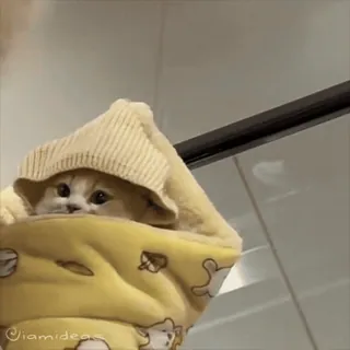 😡 09343251 iamideaa 고양이, 귀여운, 새끼 고양이, 동물, 애완 동물, 담요 telegram sticker