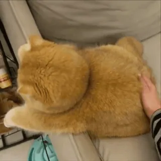 😡 11262a45 고양이, 주황 고양이, 애완 동물, 애완 동물, 포유류, 고양이과 telegram sticker