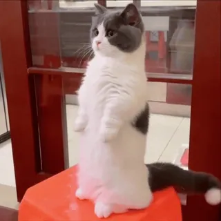 🥰 195bd190 고양이, 동물, 애완동물, 서 있는, 귀여운, 포유류 telegram sticker