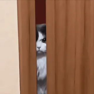 😂 23f89921 고양이, 귀여운, 빼꼼, 커튼, 웃긴, 동물 telegram sticker