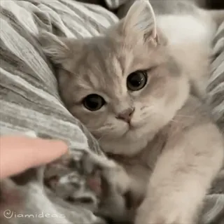 😔 28a3a0ef 고양이, 새끼 고양이, 애완동물, 귀여운, 동물, 고양이과 telegram sticker