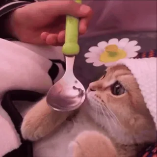 🥰 3031040f 고양이, 동물, 귀여운, 애완동물, 숟가락, 꽃, 모자 telegram sticker