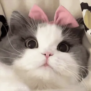 😉 3482f80a 고양이, 귀여운, 동물, 애완동물, 새끼 고양이, 리본 telegram sticker