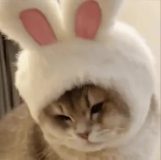 🥰 34f9ea18 고양이, 토끼, 애완동물, 동물, 귀여운, 웃긴 telegram sticker