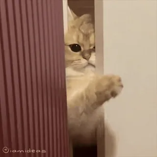 👉 3c7c1a70 고양이, 빼꼼, 귀여운, 동물, 애완동물, 문, 사랑스러운 telegram sticker