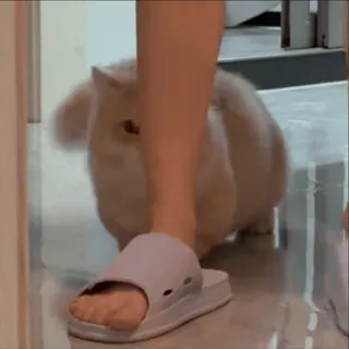 😋 4743df30 동물, 토끼, 애완동물, 귀여운, 가축 telegram sticker