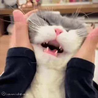 😍 4ecb7aeb iamideas 고양이, 귀여운, 동물, 애완동물, 웃긴, 새끼 고양이, 행복한 telegram sticker