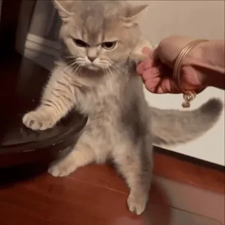 😡 56ad56eb 고양이, 새끼고양이, 귀여운, 동물, 웃긴, 애완동물 telegram sticker