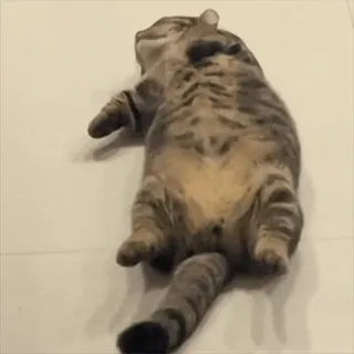 🥰 6cf6c183 고양이, 동물, 애완동물, 고양이과, 잠자는, 귀여운, 얼룩무늬 telegram sticker