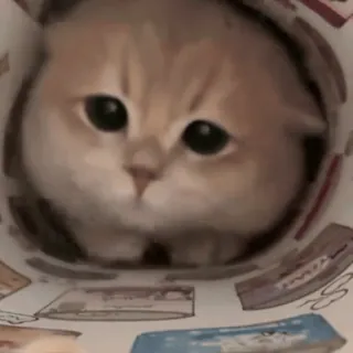 😍 7b2b36b0 고양이, 새끼 고양이, 귀여운, 동물, 애완 동물, 가축 telegram sticker