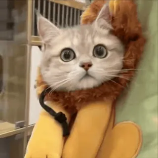 😈 86917f7d 고양이, 사자, 코스튬, 동물, 애완동물, 귀여운 telegram sticker